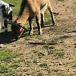 Au Paradis, Parc Animalier Апартаменты *