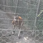 Au Paradis, Parc Animalier *