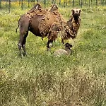 Апартаменты Au Paradis, Parc Animalier *