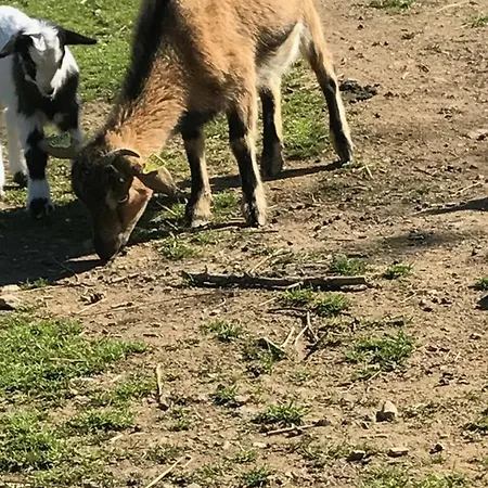 Au Paradis, Parc Animalier 아파트 *
