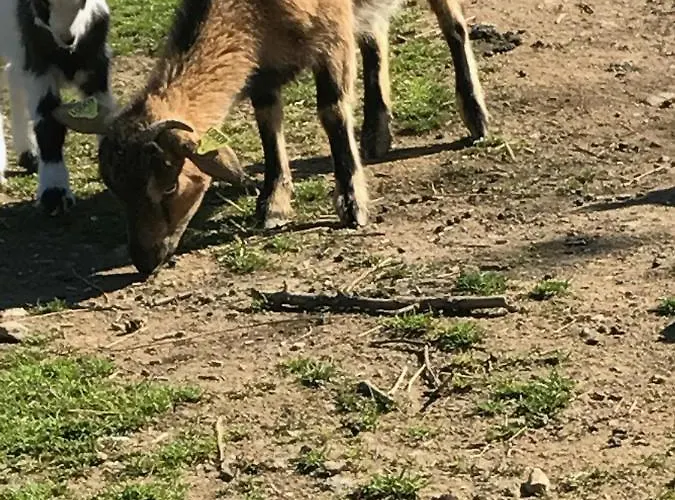 Au Paradis, Parc Animalier Apartment *